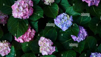 Top Cloud-Based CRM Platforms